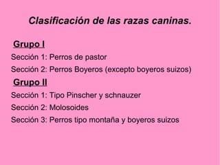 Clasificación de las razas caninas.
Grupo I
Sección 1: Perros de pastor
Sección 2: Perros Boyeros (excepto boyeros suizos)

Grupo II
Sección 1: Tipo Pinscher y schnauzer
Sección 2: Molosoides
Sección 3: Perros tipo montaña y boyeros suizos

 