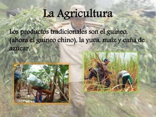 La Agricultura
Los productos tradicionales son el guineo,
(ahora el guineo chino), la yuca, maíz y caña de
azúcar.
 
