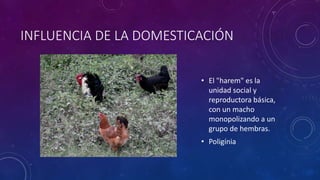 INFLUENCIA DE LA DOMESTICACIÓN
• El "harem" es la
unidad social y
reproductora básica,
con un macho
monopolizando a un
grupo de hembras.
• Poligínia
 