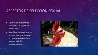ASPECTOS DE SELECCIÓN SEXUAL
• Las barbillas también
cumplen un papel de
selección.
• Barbillas simétricas mas
atrayentes que las que
no lo son en cuanta a
frecuencia de
apareamiento
 
