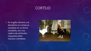 CORTEJO
• En el gallo silvestre y el
doméstico el cortejo es
complejo en su forma
completa, con una
cadena de estímulos -
respuesta entre
machos y hembras.
 