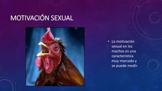 MOTIVACIÓN SEXUAL
• La motivación
sexual en los
machos es una
característica
muy marcada y
se puede medir.
 