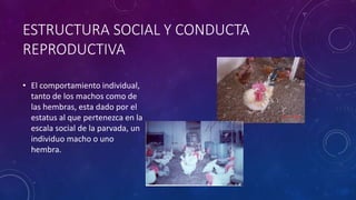ESTRUCTURA SOCIAL Y CONDUCTA
REPRODUCTIVA
• El comportamiento individual,
tanto de los machos como de
las hembras, esta dado por el
estatus al que pertenezca en la
escala social de la parvada, un
individuo macho o uno
hembra.
 