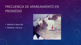 FRECUENCIA DE APAREAMIENTO EN
PROMEDIO
• Machos 5 veces día
• Hembras + de una
 