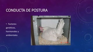 CONDUCTA DE POSTURA
• Factores:
genéticos,
hormonales y
ambientales
 
