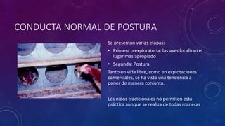 CONDUCTA NORMAL DE POSTURA
Se presentan varias etapas:
• Primera o exploratoria: las aves localizan el
lugar mas apropiado
• Segunda: Postura
Tanto en vida libre, como en explotaciones
comerciales, se ha visto una tendencia a
poner de manera conjunta.
Los nidos tradicionales no permiten esta
práctica aunque se realiza de todas maneras
 
