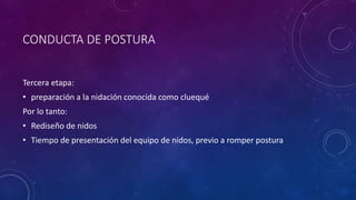 CONDUCTA DE POSTURA
Tercera etapa:
• preparación a la nidación conocida como cluequé
Por lo tanto:
• Rediseño de nidos
• Tiempo de presentación del equipo de nidos, previo a romper postura
 