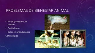 PROBLEMAS DE BIENESTAR ANIMAL
• Picaje y consumo de
plumas
• Canibalismo
• Dolor en articulaciones
Corte de pico
 