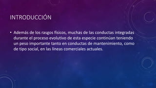 INTRODUCCIÓN
• Además de los rasgos físicos, muchas de las conductas integradas
durante el proceso evolutivo de esta especie continúan teniendo
un peso importante tanto en conductas de mantenimiento, como
de tipo social, en las líneas comerciales actuales.
 