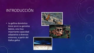 INTRODUCCIÓN
• La gallina doméstica
tiene ya en su genoma
básico, una muy
importante capacidad
adaptativa a diversos
entornos, a partir del
Gallus gallus
 