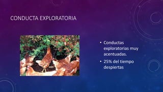 CONDUCTA EXPLORATORIA
• Conductas
exploratorias muy
acentuadas.
• 25% del tiempo
despiertas
 