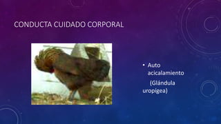 CONDUCTA CUIDADO CORPORAL
• Auto
acicalamiento
(Glándula
uropígea)
 