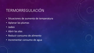 TERMORREGULACIÓN
• Situaciones de aumento de temperatura
• Aplanar las plumas
• Jadeo
• Abrir las alas
• Reducir consumo de alimento
• Incrementar consumo de agua
 