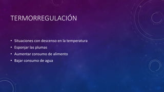 TERMORREGULACIÓN
• Situaciones con descenso en la temperatura
• Esponjar las plumas
• Aumentar consumo de alimento
• Bajar consumo de agua
 