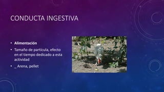 CONDUCTA INGESTIVA
• Alimentación
• Tamaño de partícula, efecto
en el tiempo dedicado a esta
actividad
• _ Arena, pellet
 