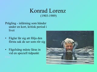Konrad Lorenz  (1903-1989) Prägling - inlärning som händer under en kort, kritisk period i livet Fåglar lär sig att följa den  första sak de ser som rör sig Fågelsång måste läras in  vid en speciell tidpunkt Film 