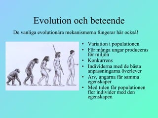 Evolution och beteende Variation i populationen För många ungar produceras för miljön Konkurrens Individerna med de bästa anpassningarna överlever  Arv, ungarna får samma egenskaper Med tiden får populationen fler individer med den egenskapen De vanliga evolutionära mekanismerna fungerar här också! 