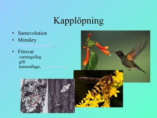 Kapplöpning Samevolution Mimikry Phyllium   giganteum ,   Försvar  varningsfärg  gift  kamouflage,   orm/ kameloeont 