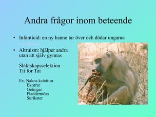 Andra frågor inom beteende Infanticid: en ny hanne tar över och dödar ungarna  Lejonhanne Altruism: hjälper andra  utan att själv gynnas Släktskapsselektion Tit for Tat Ex. Nakna kalråttor   Ekorrar   Getingar   Fladdermöss   Surikater 