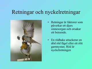 Retningar och nyckelretningar Retningar är faktorer som påverkar ett djurs sinnesorgan och orsakar ett beteende. En rödhake attackerar en död röd fågel eller ett rött garnnystan. Röd är nyckelretningen 