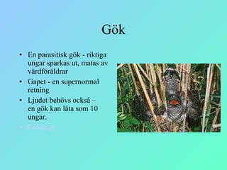 Gök En parasitisk gök - riktiga ungar sparkas ut, matas av värdföräldrar Gapet - en supernormal retning Ljudet behövs också –  en gök kan låta som 10 ungar. Gökunge 
