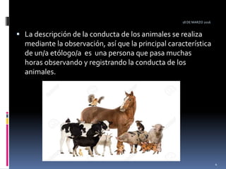  La descripción de la conducta de los animales se realiza
mediante la observación, así que la principal característica
de un/a etólogo/a es una persona que pasa muchas
horas observando y registrando la conducta de los
animales.
18 DE MARZO 2016
4
 