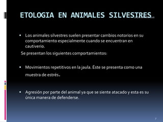 ETOLOGIA EN ANIMALES SILVESTRES
 Los animales silvestres suelen presentar cambios notorios en su
comportamiento especialmente cuando se encuentran en
cautiverio.
Se presentan los siguientes comportamientos:
 Movimientos repetitivos en la jaula. Éste se presenta como una
muestra de estrés.
 Agresión por parte del animal ya que se siente atacado y esta es su
única manera de defenderse.
18 DE MARZO 2016
7
 