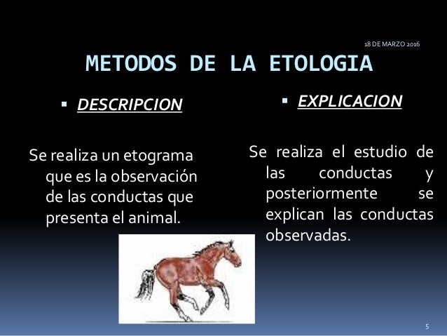 Qué Es La Etología – Tipos De Etologia – JQCZC