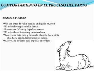 COMPORTAMIENTO EN EL PROCESO DEL PARTO


SIGNOS Y POSTURA

Un día antes la vulva expulsa un liquido mucoso
El animal se separa de los demás
La vulva se inflama y la piel esta suelta
El animal esta inquieto y no como bien
La oveja se deja caer y estirando el cuello hacia atrás ,
  Mira hacia arriba, lamiéndose los labios.
La oveja se esfuerza para expulsar al cordero
 
