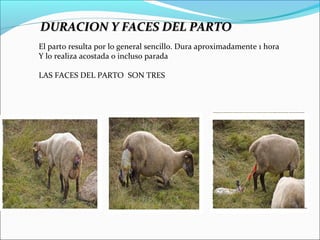 DURACION Y FACES DEL PARTO
El parto resulta por lo general sencillo. Dura aproximadamente 1 hora
Y lo realiza acostada o incluso parada

LAS FACES DEL PARTO SON TRES
 