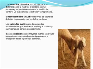Los estímulos olfatorios son prioritarios si la
distancia entre la madre y el cordero es muy
pequeña y se establecen durante el lamido del
cordero. La oveja olfatea la cabeza y la región anal.

El reconocimiento visual de las oveja es sobre las
distintas regiones del cuerpo de los corderos.

Los estímulos auditivos se basan en las
vocalizaciones que realizan la madre y el cordero y
su importancia para el reconocimiento.

 Las vocalizaciones son mayores cuando las ovejas
están atadas que cuando están los corderos a
excepción de las 4 primeras semanas.
 