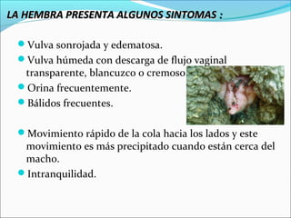 LA HEMBRA PRESENTA ALGUNOS SINTOMAS :

 Vulva sonrojada y edematosa.
 Vulva húmeda con descarga de flujo vaginal
  transparente, blancuzco o cremoso.
 Orina frecuentemente.
 Bálidos frecuentes.


 Movimiento rápido de la cola hacia los lados y este
  movimiento es más precipitado cuando están cerca del
  macho.
 Intranquilidad.
 