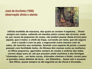 José de Anchieta (1560) 
observação direta e atenta: 
infinita multidão de macacos, dos quais se contam 4 espécies... Vivem 
sempre nos matos, saltando em bandos pelos cumes das árvores, onde 
se, por causa da pequenez do corpo, não podem passar desta árvore para 
aquela, que é maior, o chefe da tropa, curvando um ramo, que ele segura 
com a cauda e com os pés, e segurando outro macaco com as 
mãos, dá caminho aos restantes, fazendo uma espécie de ponte, e assim 
passam com facilidade todos. As fêmeas têm mamas como as mulheres; 
os filhos pequenos, agarrados sempre às costas e ombros das mães, 
correm daqui para ali, até que possam andar sozinhos e das formigas 
“chamadas içás... um tanto ruivas, trituradas cheiram a limão; cavam para 
si grandes casas debaixo da terra... em Setembro... fazem sair o enxame 
dos filhos, quase sempre no dia seguinte ao de chuva e trovoada... 
 