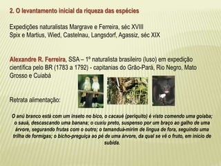 2. O levantamento inicial da riqueza das espécies 
Expedições naturalistas Margrave e Ferreira, séc XVIII 
Spix e Martius, Wied, Castelnau, Langsdorf, Agassiz, séc XIX 
Alexandre R. Ferreira, SSA – 1º naturalista brasileiro (luso) em expedição 
científica pelo BR (1783 a 1792) - capitanias do Grão-Pará, Rio Negro, Mato 
Grosso e Cuiabá 
Retrata alimentação: 
O anú branco está com um inseto no bico, o cacaué (periquito) é visto comendo uma goiaba; 
o sauá, descascando uma banana; o cuxiu preto, suspenso por um braço ao galho de uma 
árvore, segurando frutas com o outro; o tamanduá-mirim de língua de fora, seguindo uma 
trilha de formigas; o bicho-preguiça ao pé de uma árvore, da qual se vê o fruto, em início de 
subida. 
 