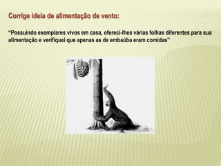 Corrige ideia de alimentação de vento: 
“Possuindo exemplares vivos em casa, ofereci-lhes várias folhas diferentes para sua 
alimentação e verifiquei que apenas as de embaúba eram comidas” 
 