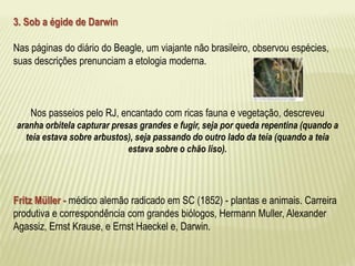 3. Sob a égide de Darwin 
Nas páginas do diário do Beagle, um viajante não brasileiro, observou espécies, 
suas descrições prenunciam a etologia moderna. 
Nos passeios pelo RJ, encantado com ricas fauna e vegetação, descreveu 
aranha orbitela capturar presas grandes e fugir, seja por queda repentina (quando a 
teia estava sobre arbustos), seja passando do outro lado da teia (quando a teia 
estava sobre o chão liso). 
Fritz Müller - médico alemão radicado em SC (1852) - plantas e animais. Carreira 
produtiva e correspondência com grandes biólogos, Hermann Muller, Alexander 
Agassiz, Ernst Krause, e Ernst Haeckel e, Darwin. 
 