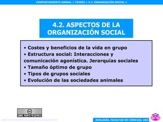 4.2. ASPECTOS DE LA ORGANIZACIÓN SOCIAL ,[object Object],[object Object],[object Object],[object Object],[object Object],http:// creativecommons.org / licenses /by/2.0/es/ 