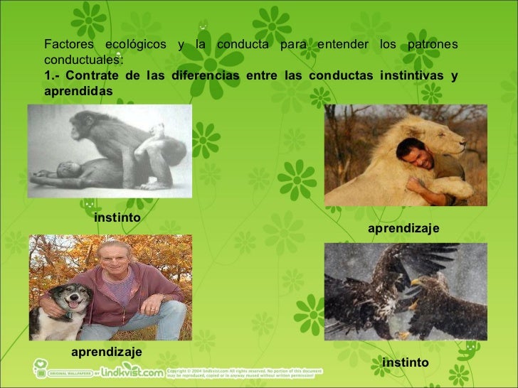 Etologia objetivos 4 y 5