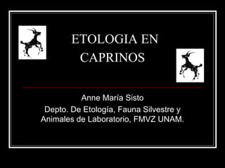 ETOLOGIA EN CAPRINOS 
Anne María Sisto 
Depto. De Etología, Fauna Silvestre y Animales de Laboratorio, FMVZ UNAM.  