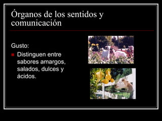 Órganos de los sentidos y comunicación 
Gusto: 
Distinguen entre sabores amargos, salados, dulces y ácidos.  