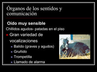 Órganos de los sentidos y comunicación 
Oído muy sensible 
Chillidos agudos-patadas en el piso 
Gran variedad de 
vocalizaciones 
Balido (graves y agudos) 
Gruñido 
Trompetilla 
Llamado de alarma  