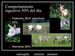 Comportamiento ingestivo 30% del día 
Pastoreo: MUY selectivas 
35% 
Ramoneo 65% madrugada mediodía atardecer  