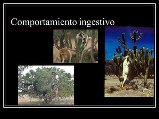 Comportamiento ingestivo  