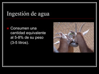 Ingestión de agua 
Consumen una cantidad equivalente al 5-8% de su peso (3-5 litros).  