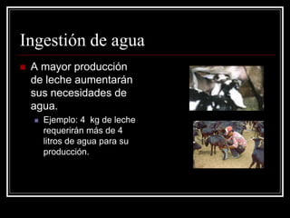 Ingestión de agua 
A mayor producción de leche aumentarán sus necesidades de agua. 
Ejemplo: 4 kg de leche requerirán más de 4 litros de agua para su producción.  