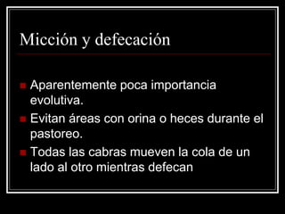 Micción y defecación 
Aparentemente poca importancia evolutiva. 
Evitan áreas con orina o heces durante el pastoreo. 
Todas las cabras mueven la cola de un lado al otro mientras defecan  