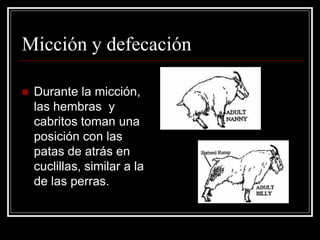 Micción y defecación 
Durante la micción, las hembras y cabritos toman una posición con las patas de atrás en cuclillas, similar a la de las perras.  