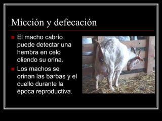 Micción y defecación 
El macho cabrío puede detectar una hembra en celo oliendo su orina. 
Los machos se orinan las barbas y el cuello durante la época reproductiva.  