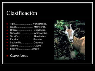 Clasificación 
Tipo........................... Vertebrados. 
Clase.......................... Mamíferos. 
Orden......................... Ungulados. 
Suborden.................... Artiodáctilos. 
Sección....................... Rumiantes. 
Familia....................... Bovidae 
Subfamilia.................. Caprinos 
Genero........................ Capra 
Especie.................... hircus 
Capra hircus  
