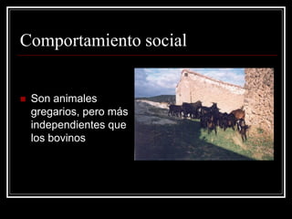 Comportamiento social 
Son animales gregarios, pero más independientes que los bovinos  